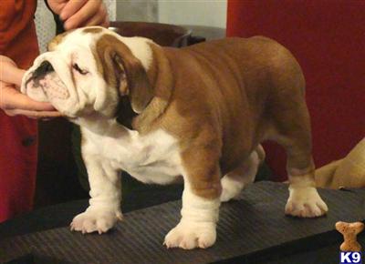 BABYTAS BULLDOGS PRESENT CASIMIRO